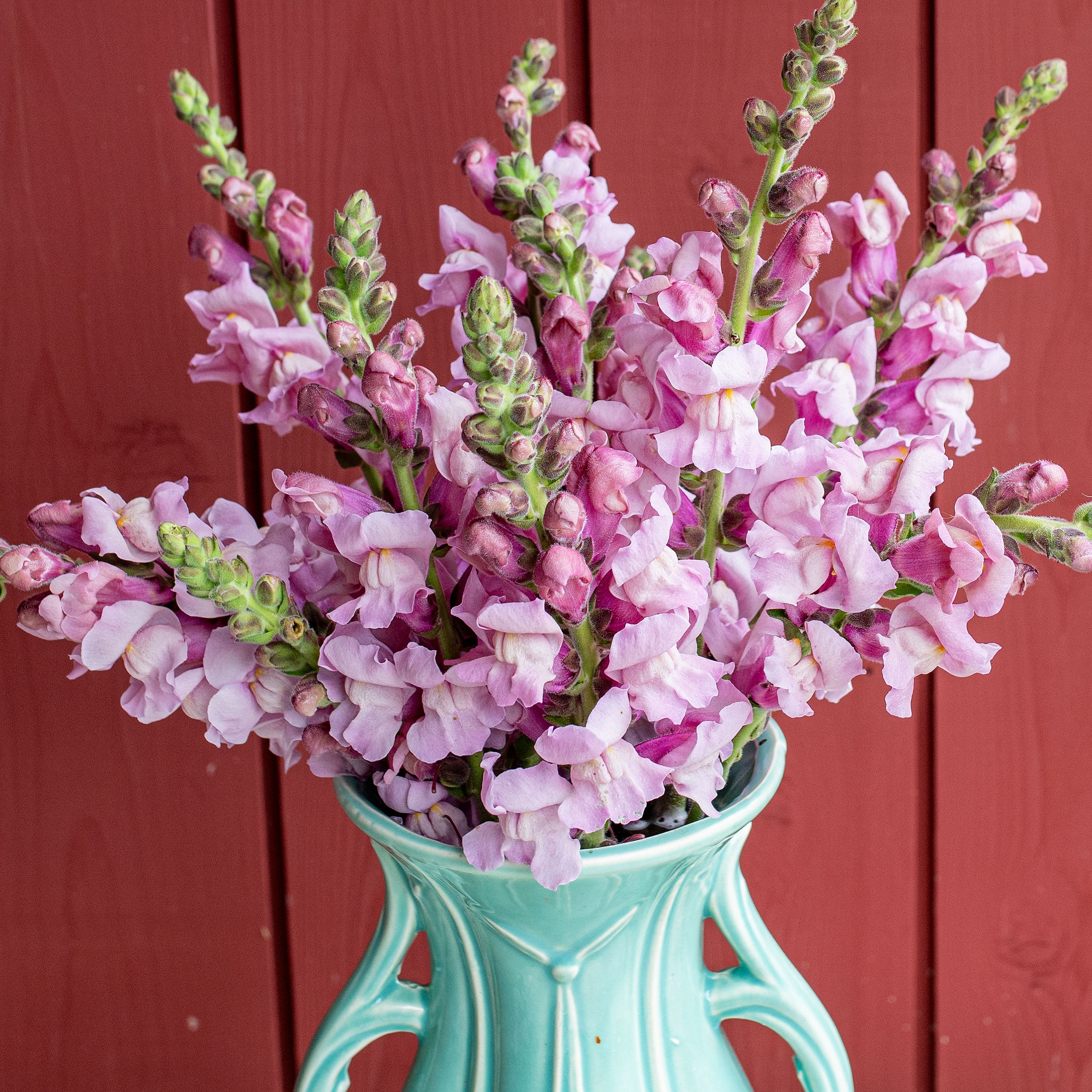 クロスタ LRP 花芽すみれ ①Luminous Daybreak Snapdragon 'Potomac® Lavender' F1 seeds