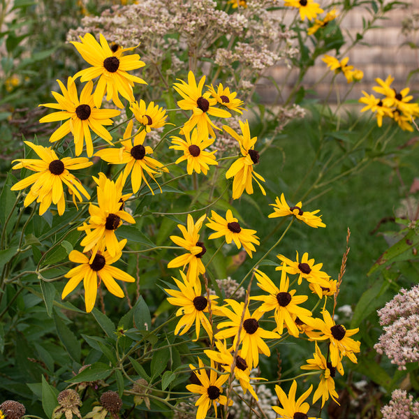 
    



Rudbeckia - Sweet Coneflower
