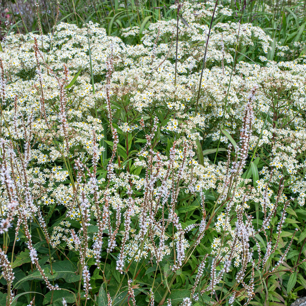 Flat-topped Aster