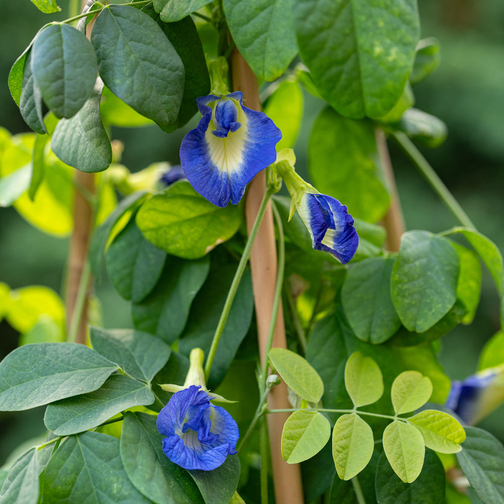 butterfly pea plant indoors Butterfly Pea Flower seeds