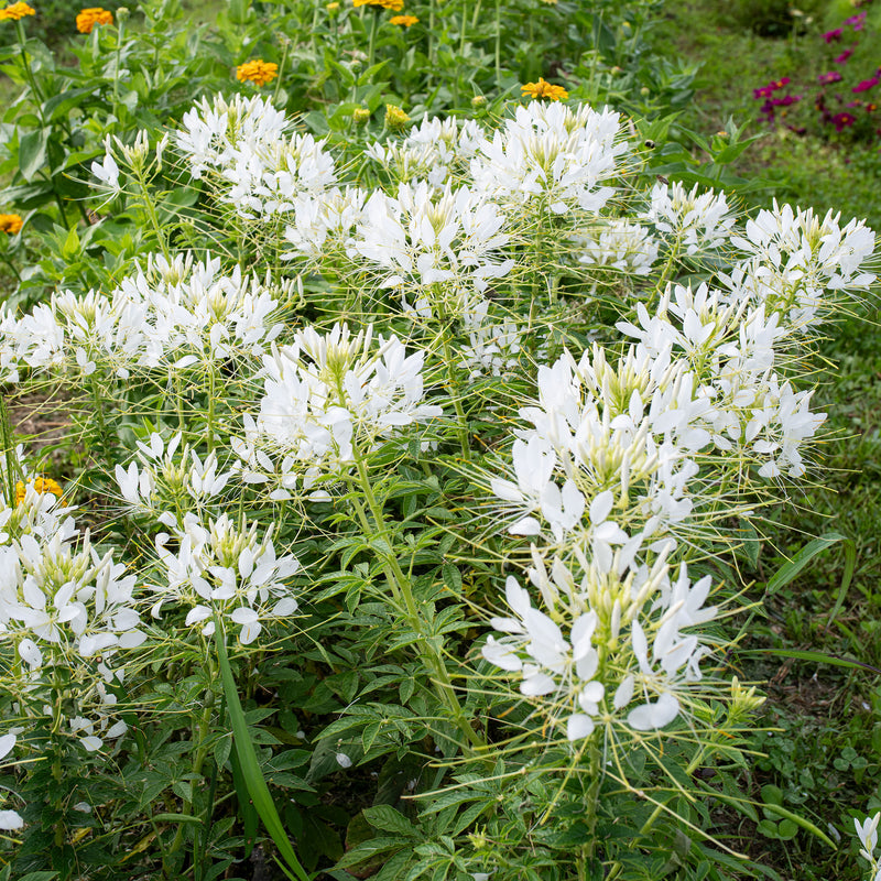 Cleome 'Sparkler™ 2.0 White' F1