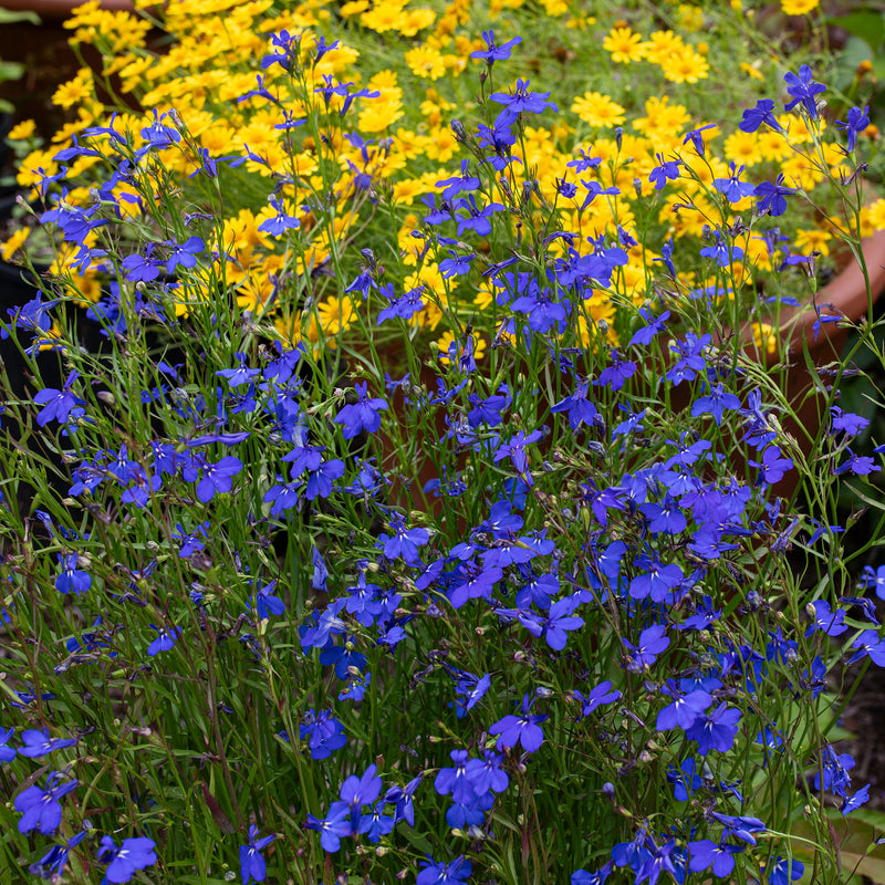 lobelia planting from seed Lobelia 'Mrs. Clibran'