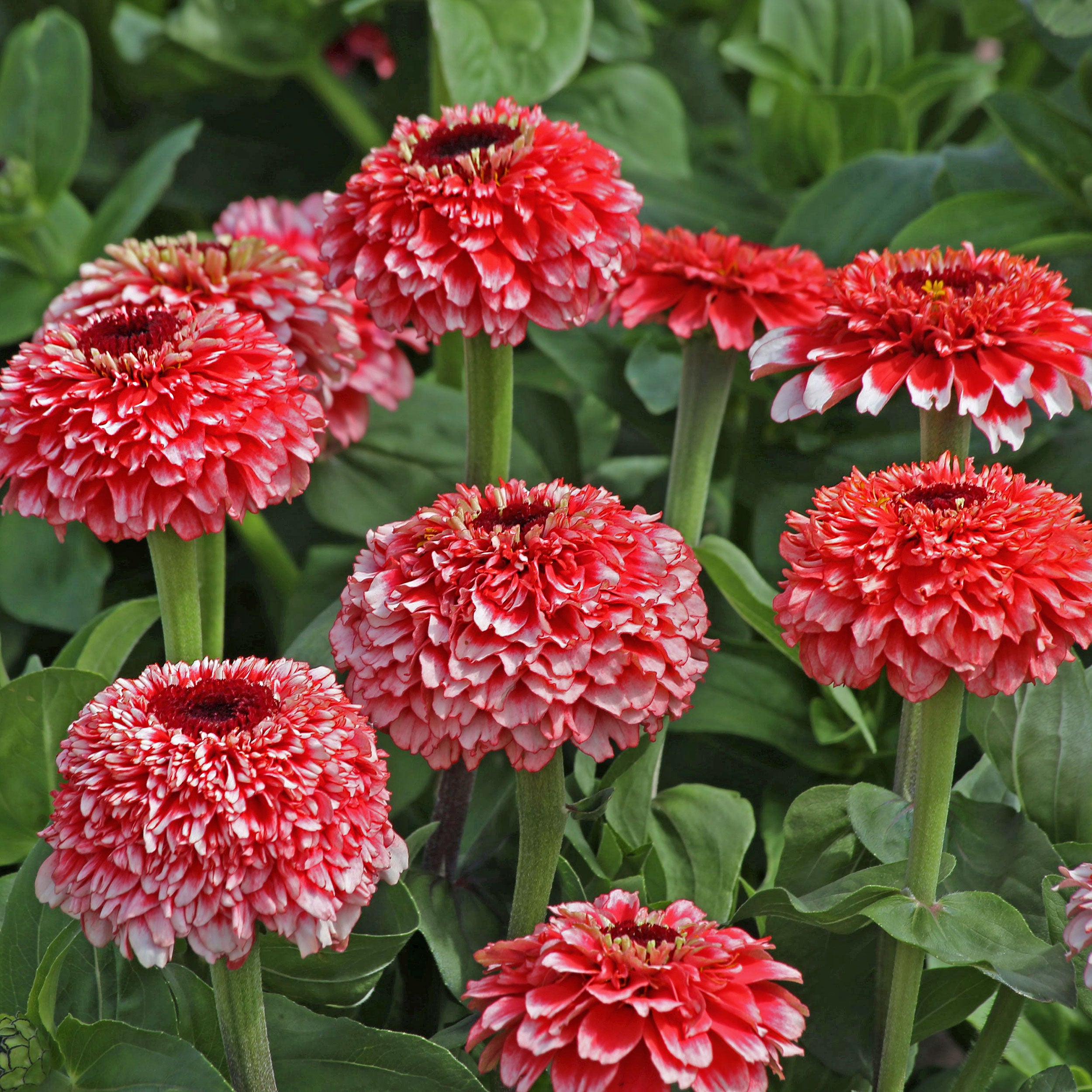 Zinnia 'Zinderella Fizz' seeds