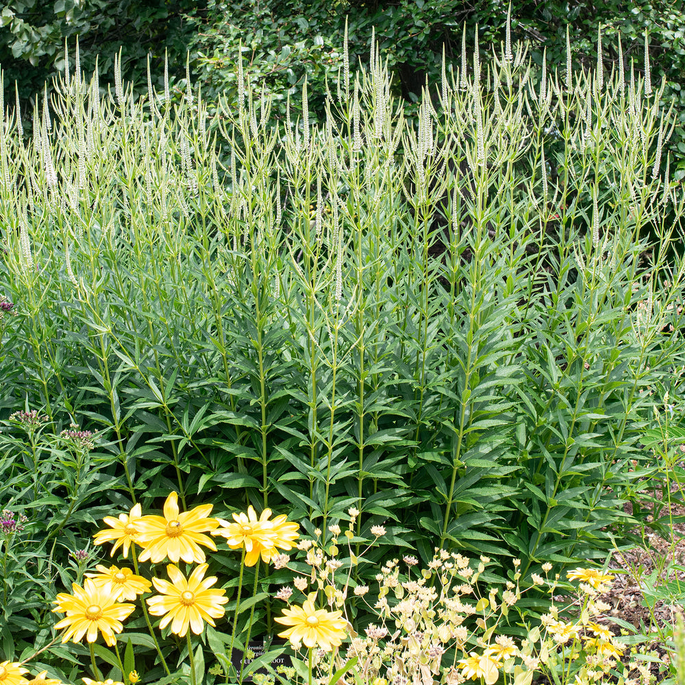 Culver's Root plants - Veronicastrum virginicum