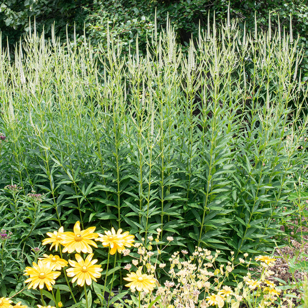 Culver's Root - S1