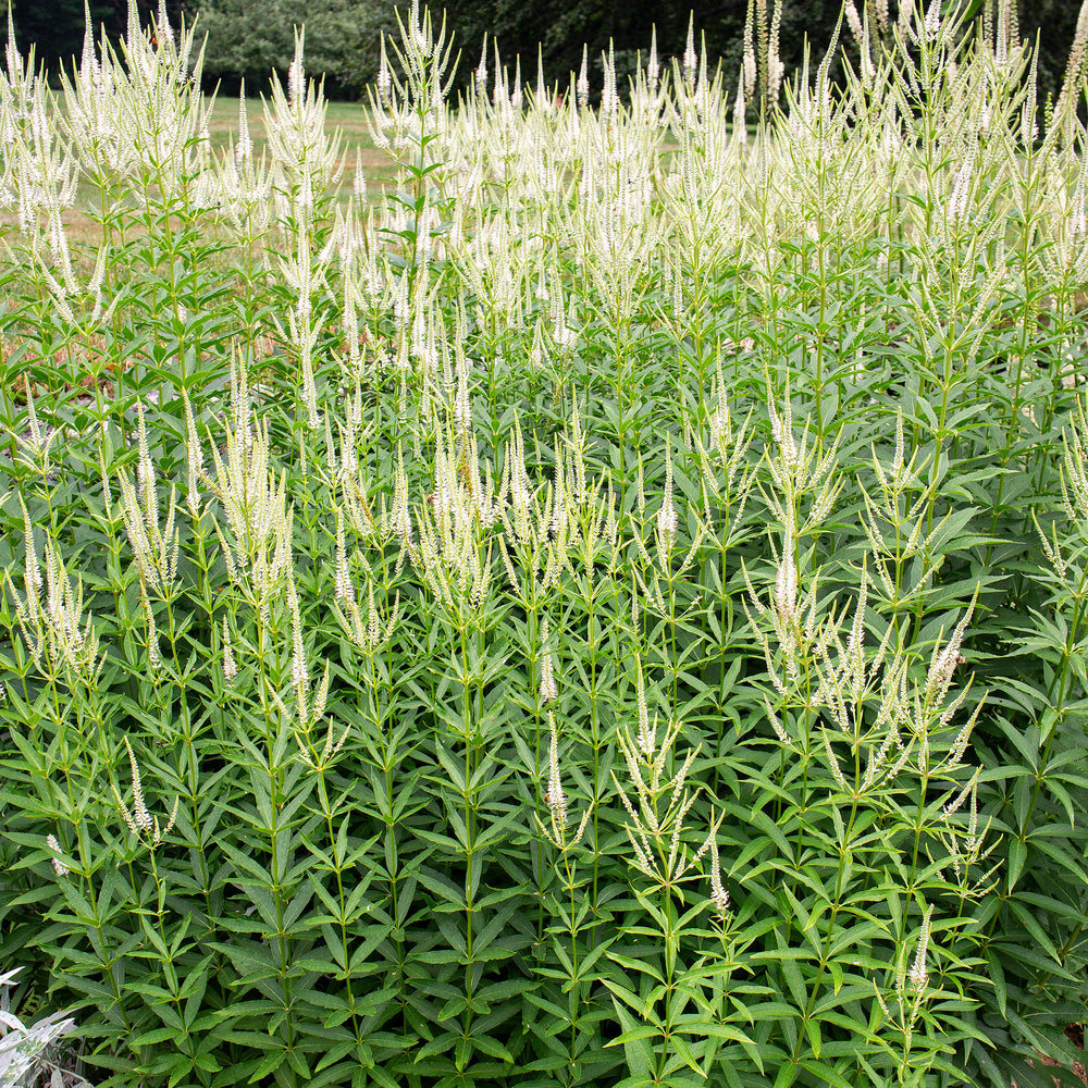 Culver's Root - S1