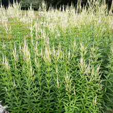 Culver's Root - S1