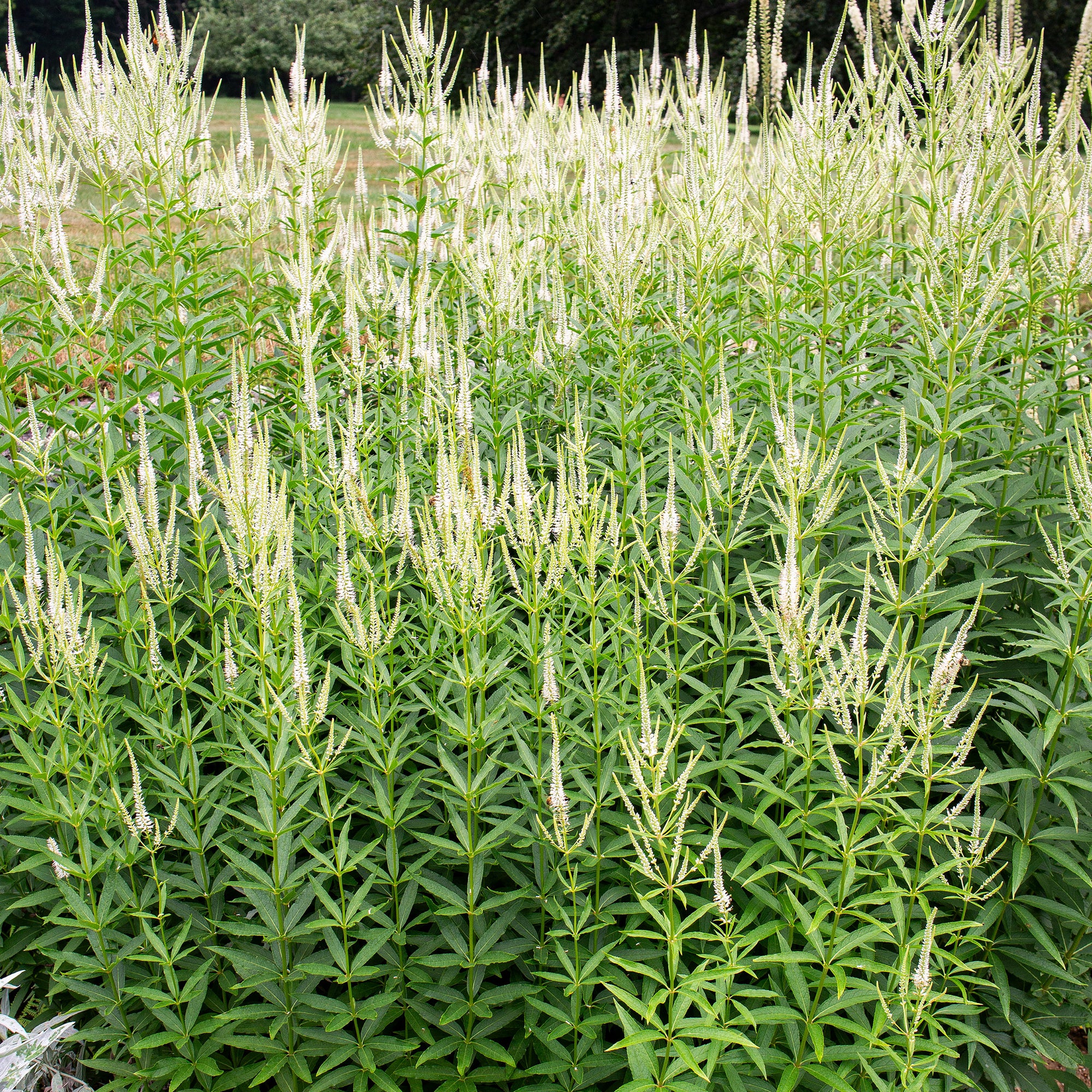 Culver's Root - S1