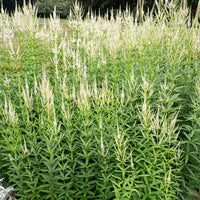 
    



Culver's Root 

