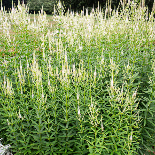 
    



Culver's Root 
