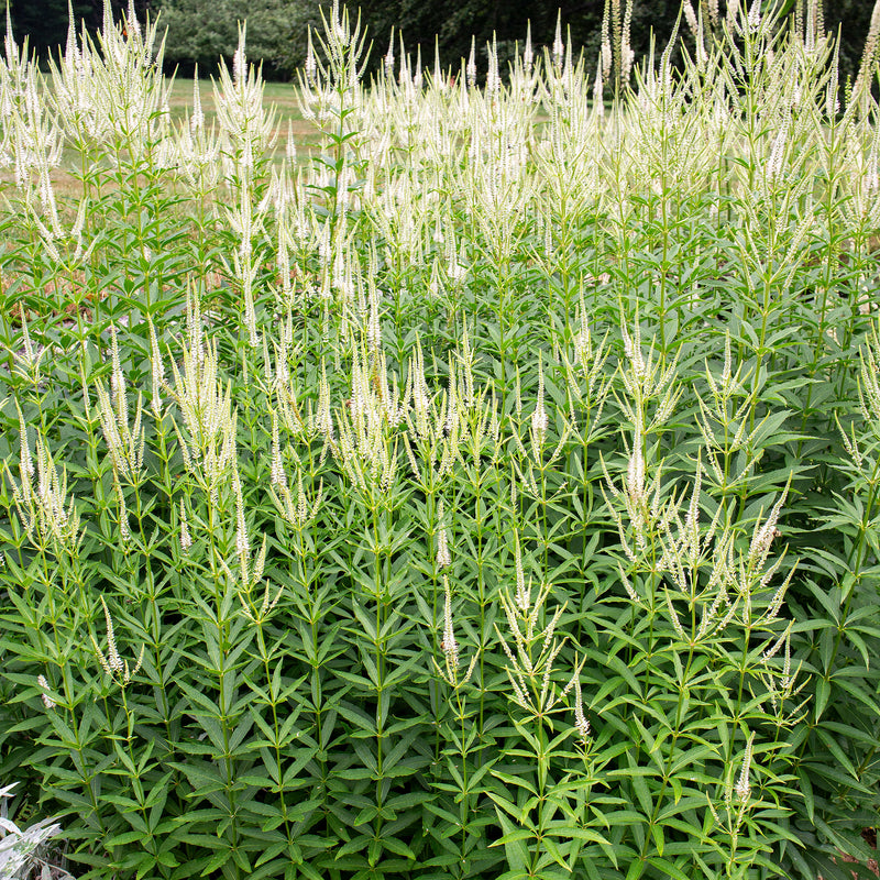 
  



Culver's Root 
