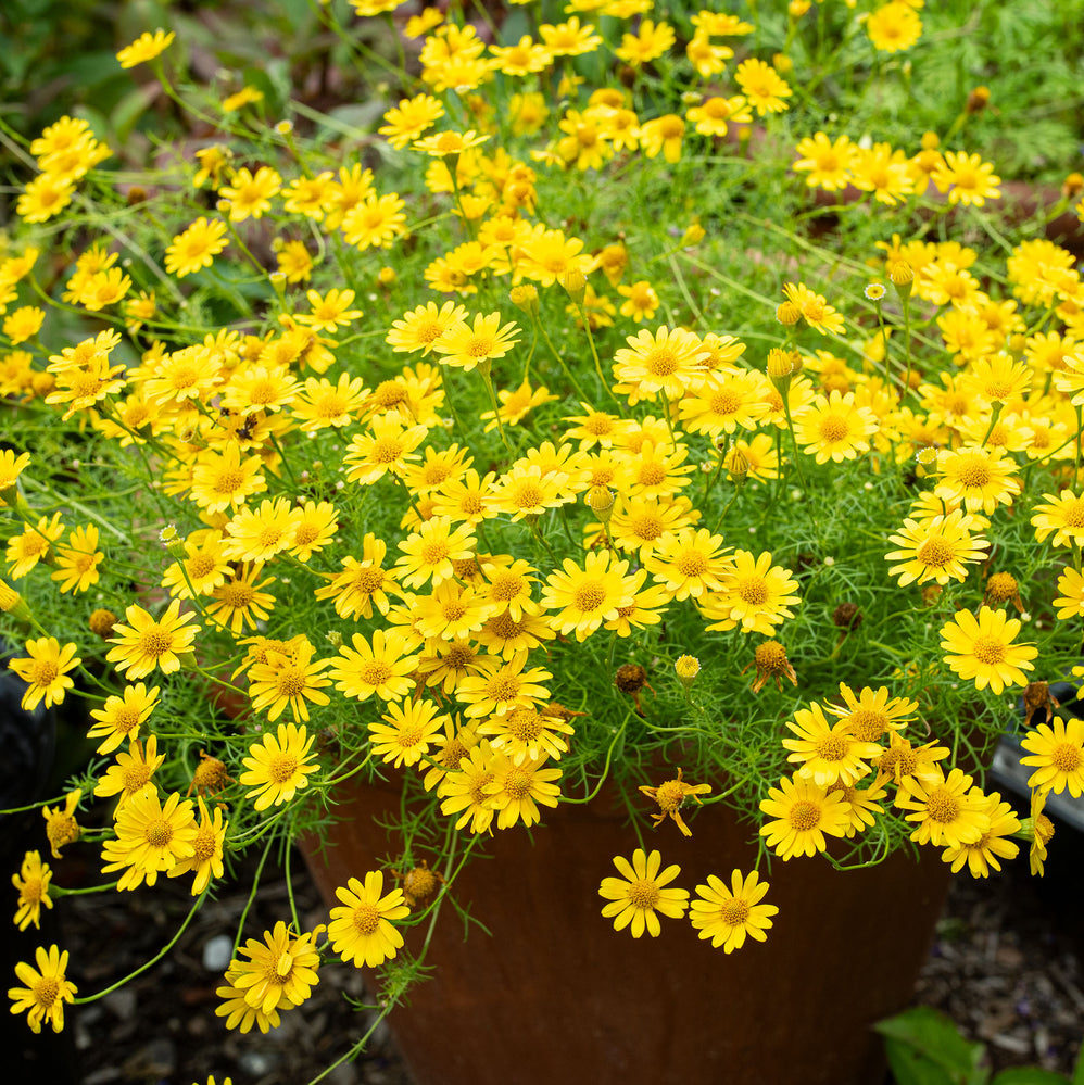 Dahlberg Daisy