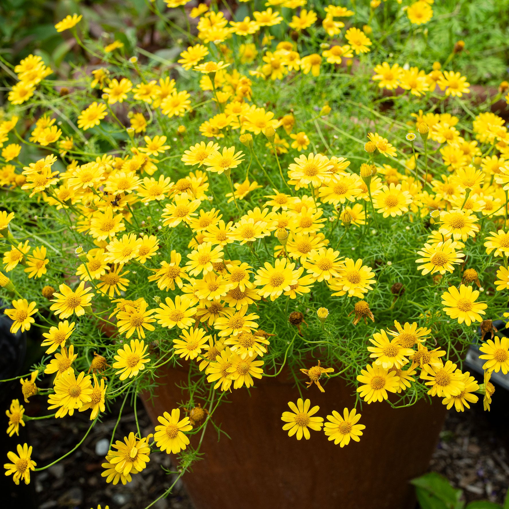 【Deisy@LBS】 Savile Clliford ダブル Dahlberg Daisy seeds - Thymophylla tenuiloba