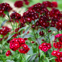 Sweet William 'Imperial Crimson Velvet'