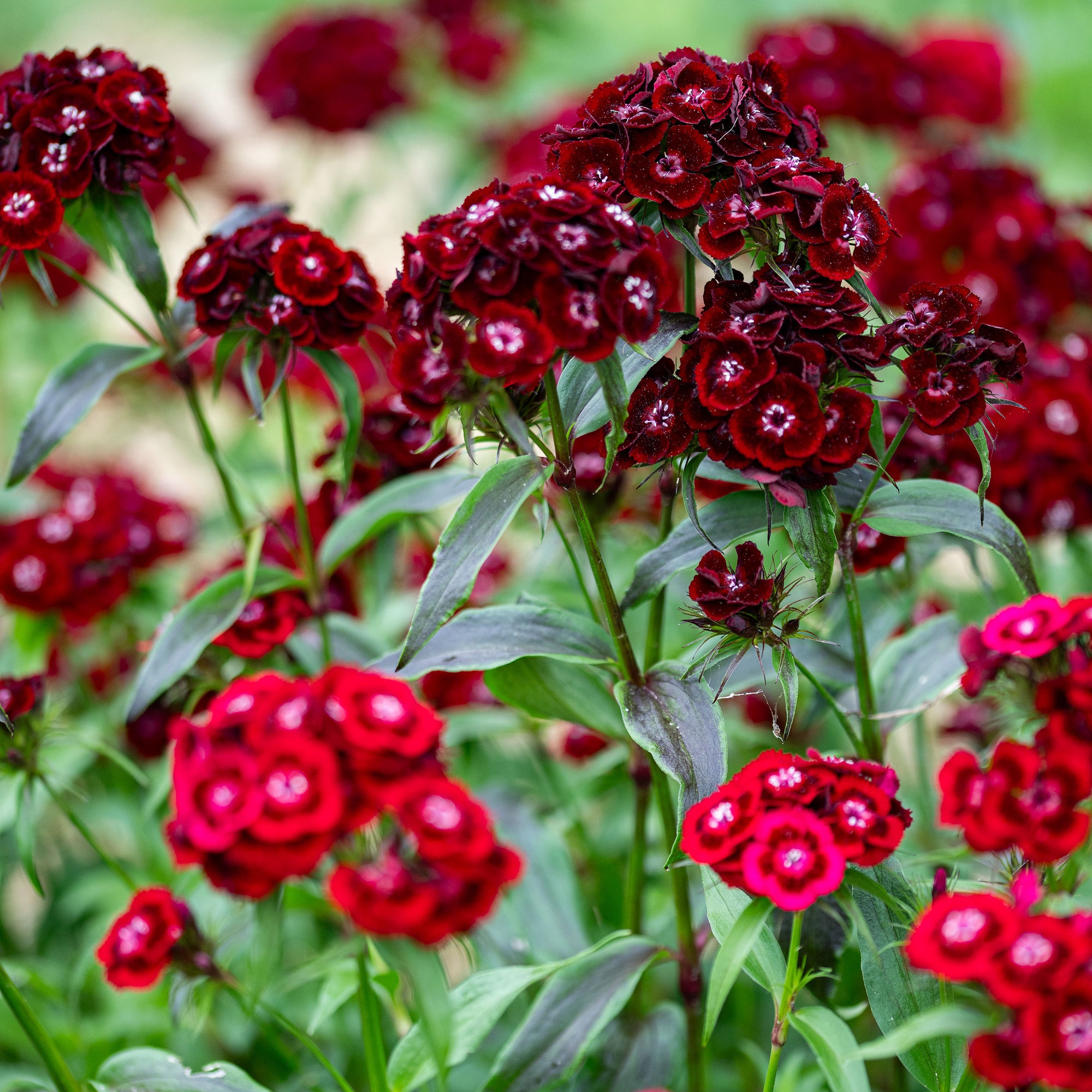 Sweet William 'Imperial Crimson Velvet'