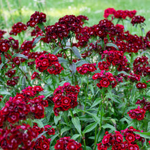 Sweet William 'Imperial Crimson Velvet'