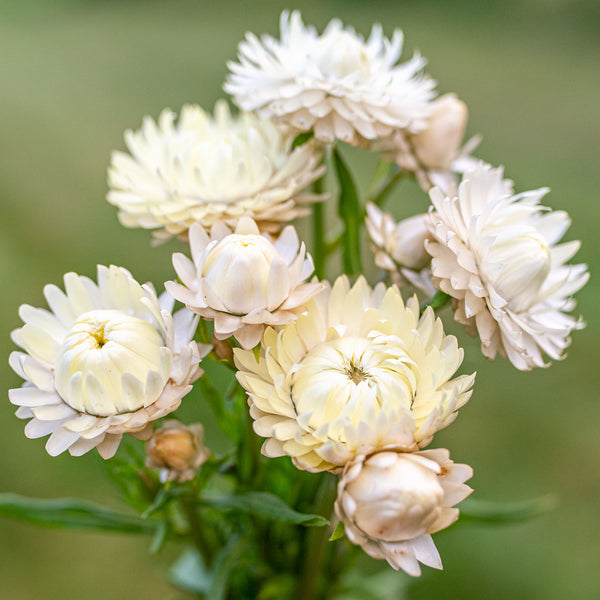 
    



Strawflower 'King Size Frosted Sulfur'
