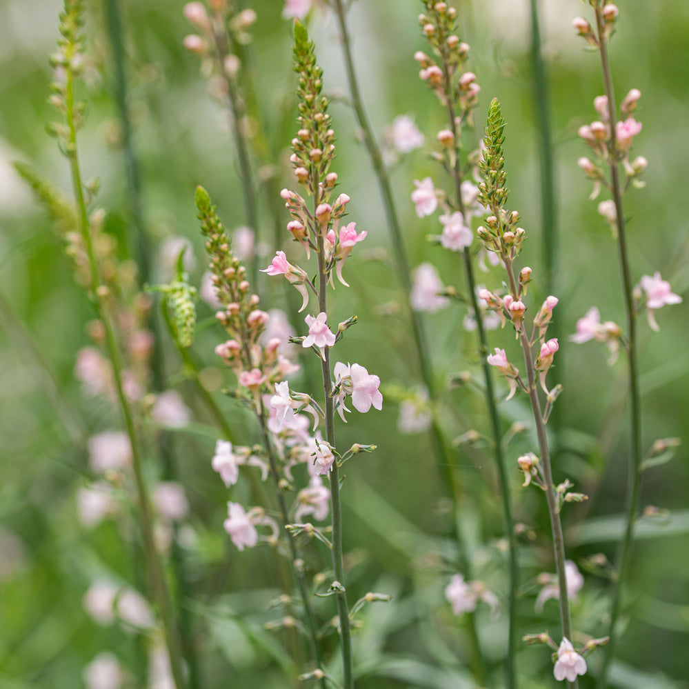 Linaria 'Canon J. Went'