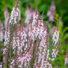 Linaria 'Canon J. Went'