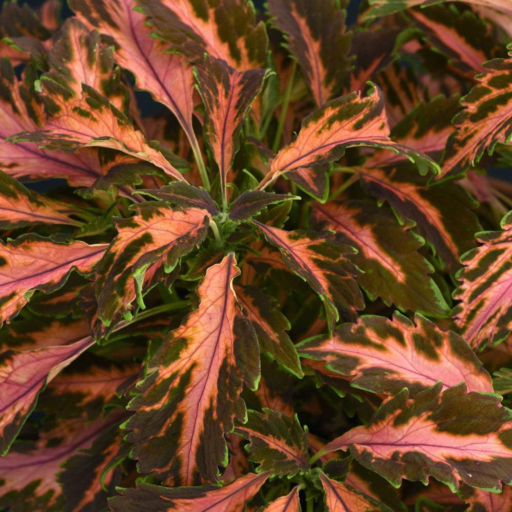 Coleus 'Premium Sun Coral Candy'