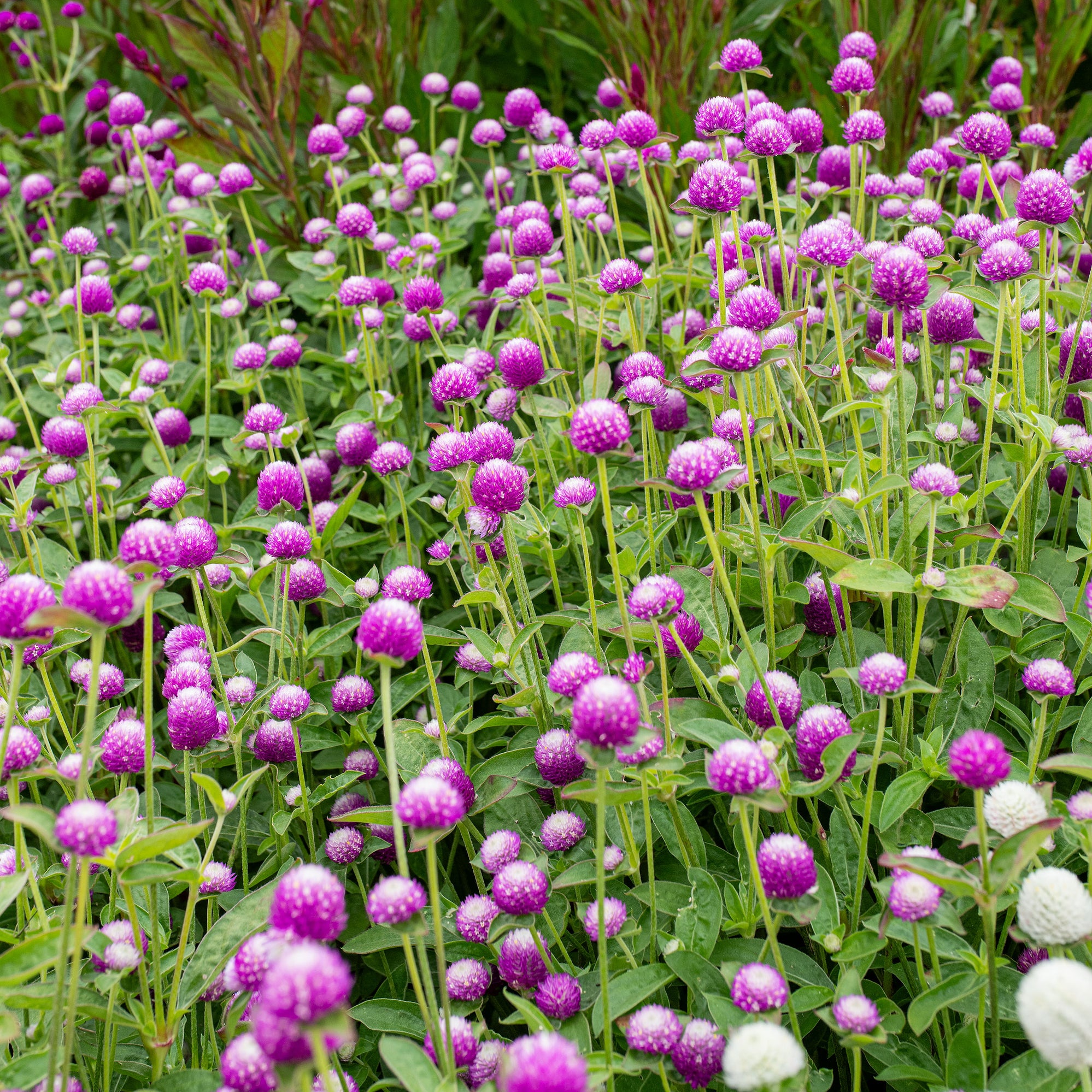 Globe Amaranth 'Audray Bicolor Rose'