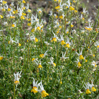 
    



Nemesia 'Masquerade'
