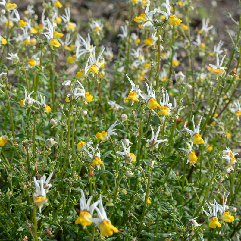 
  



Nemesia 'Masquerade'
