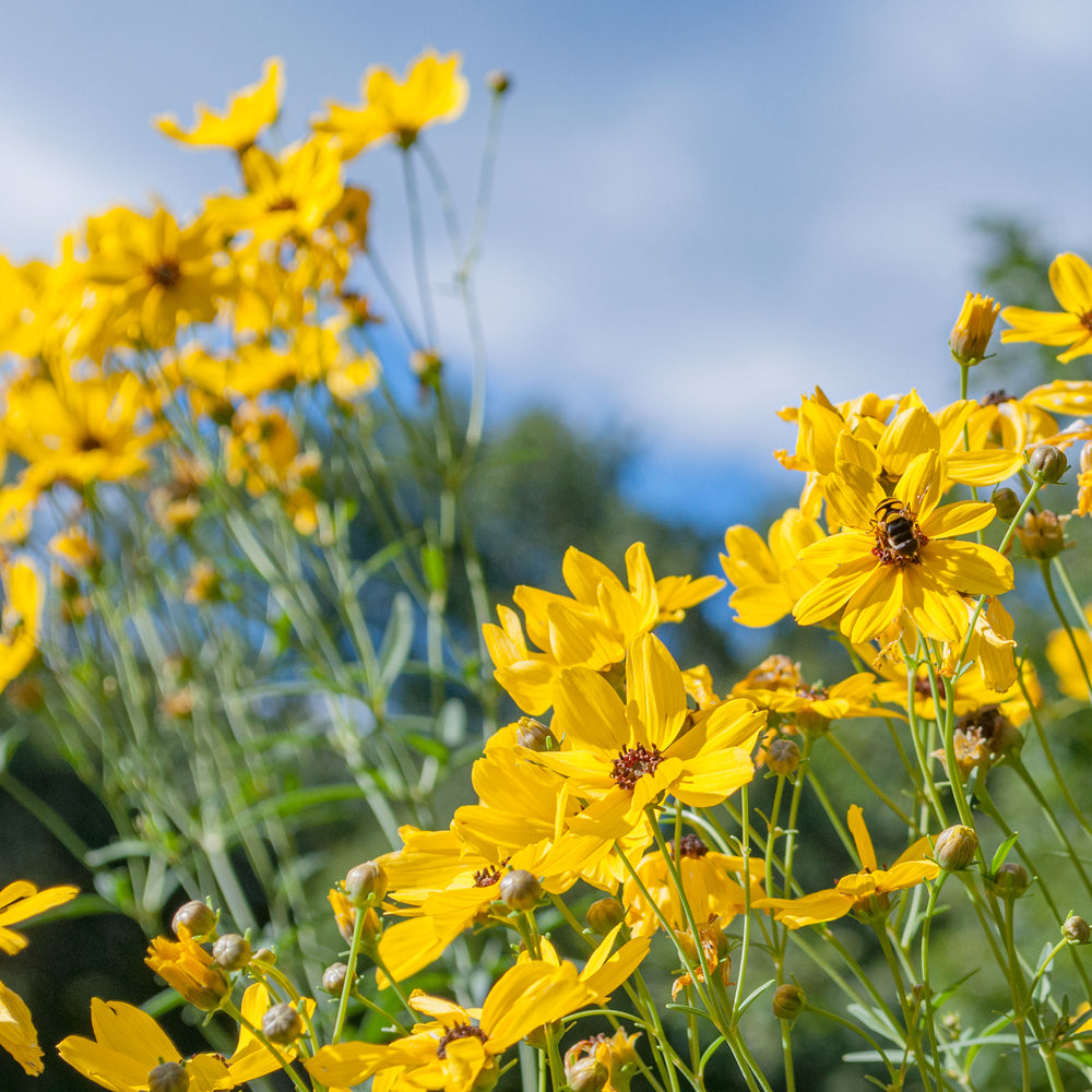 Coreopsis - Tall