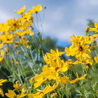 
    



Coreopsis - Tall
