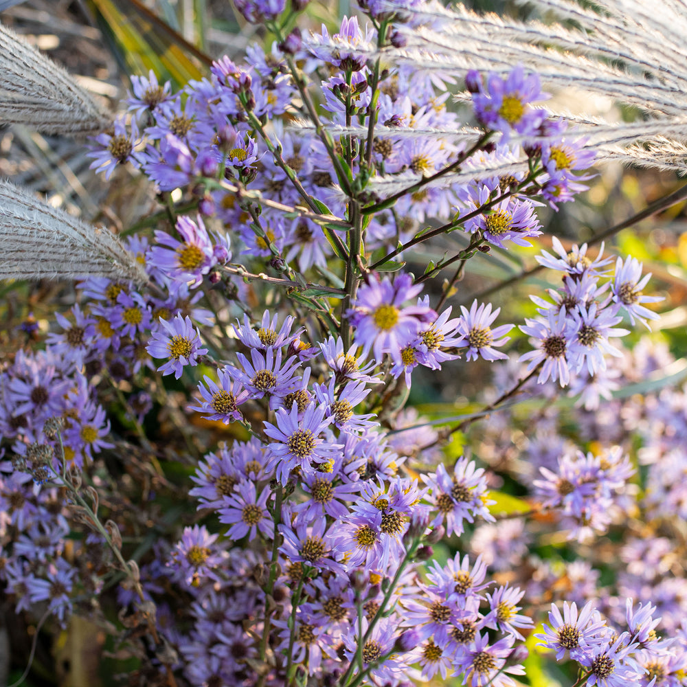 Tatarian Aster