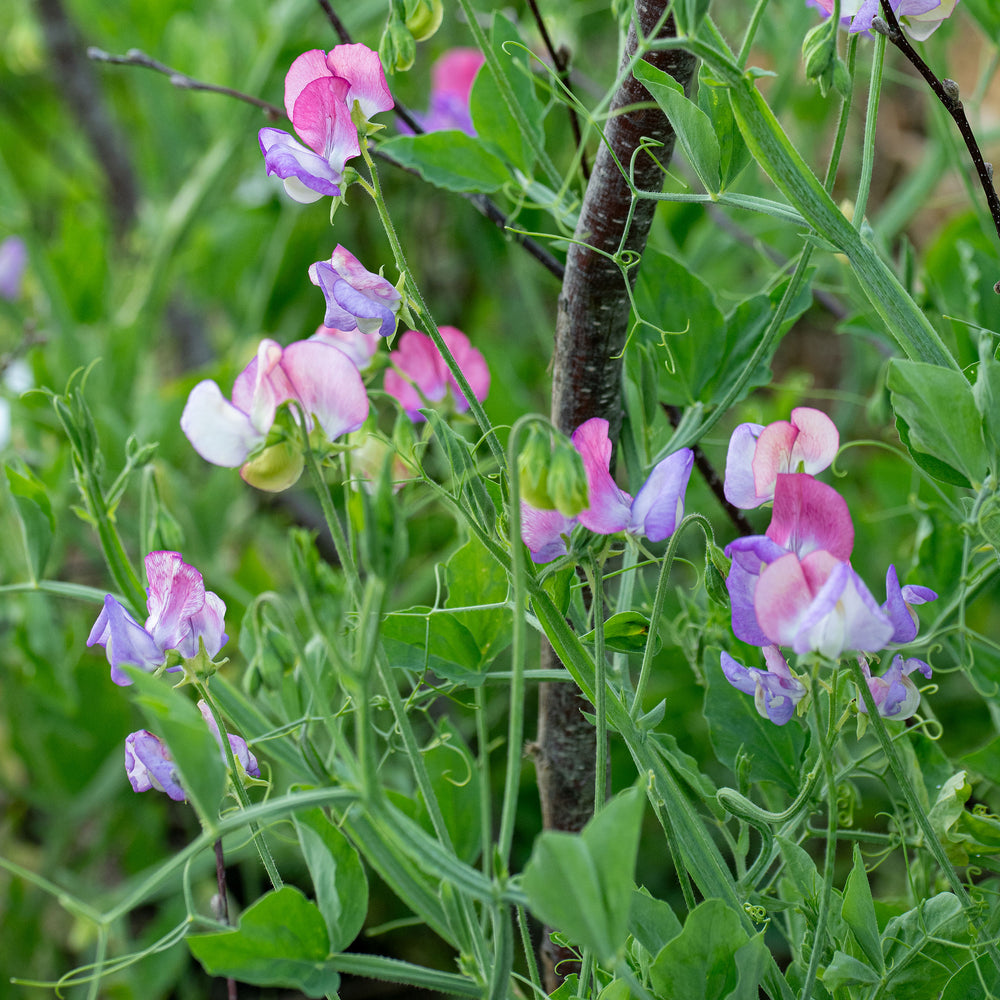 plant sweet pea seeds outdoors Sweet Pea 'Fire and Ice' seeds