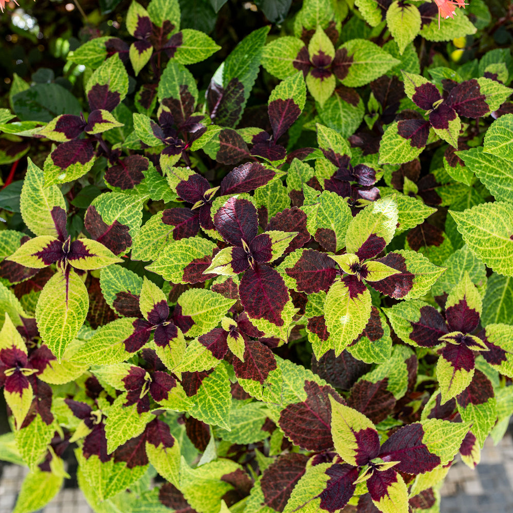 Coleus 'Pineapple Surprise'