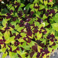 
    



Coleus 'Pineapple Surprise'
