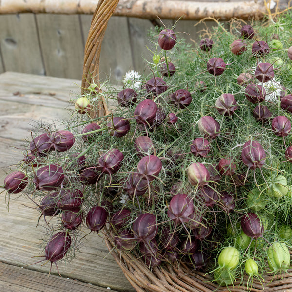 love in mist flower seeds Love-in-a-Mist 'Albion Black Pod'