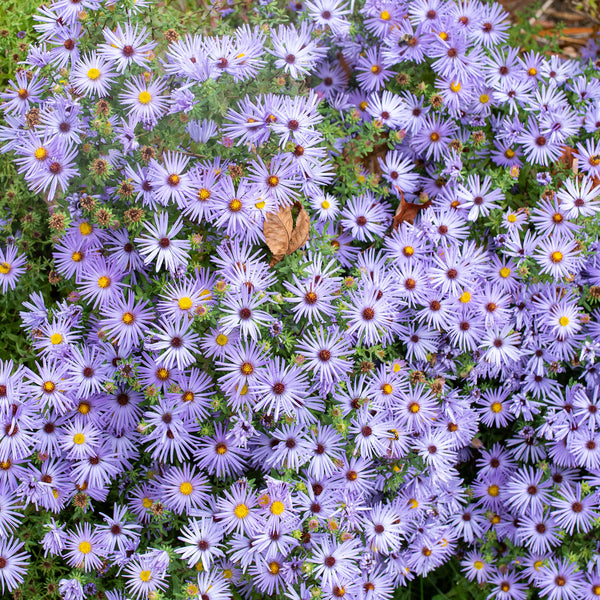 
    



Aromatic Aster
