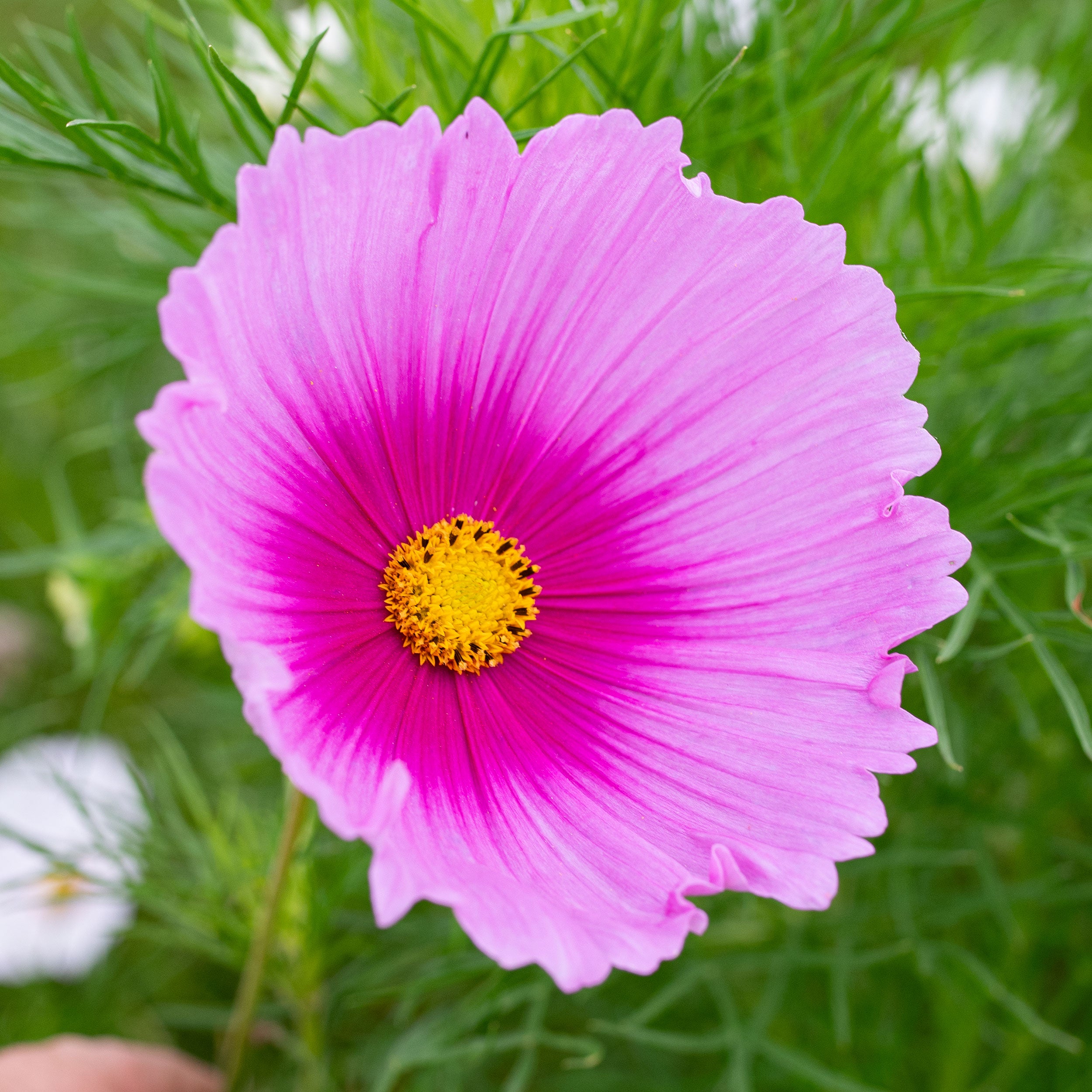 Cosmos 'Cupcakes Cerise Pink' seeds - Cosmos bipinnatus