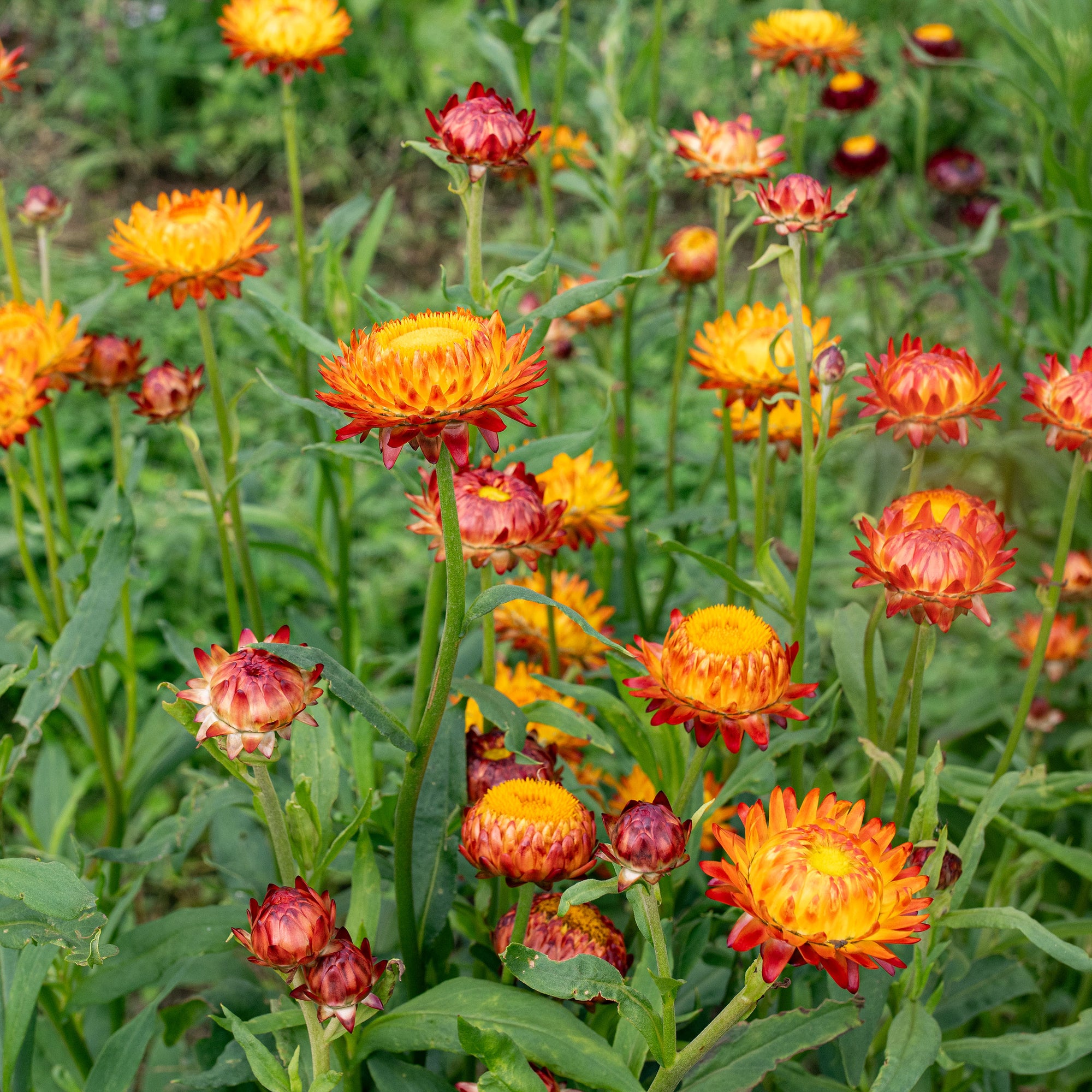 straw succulent Strawflower 'King Size Orange' seeds