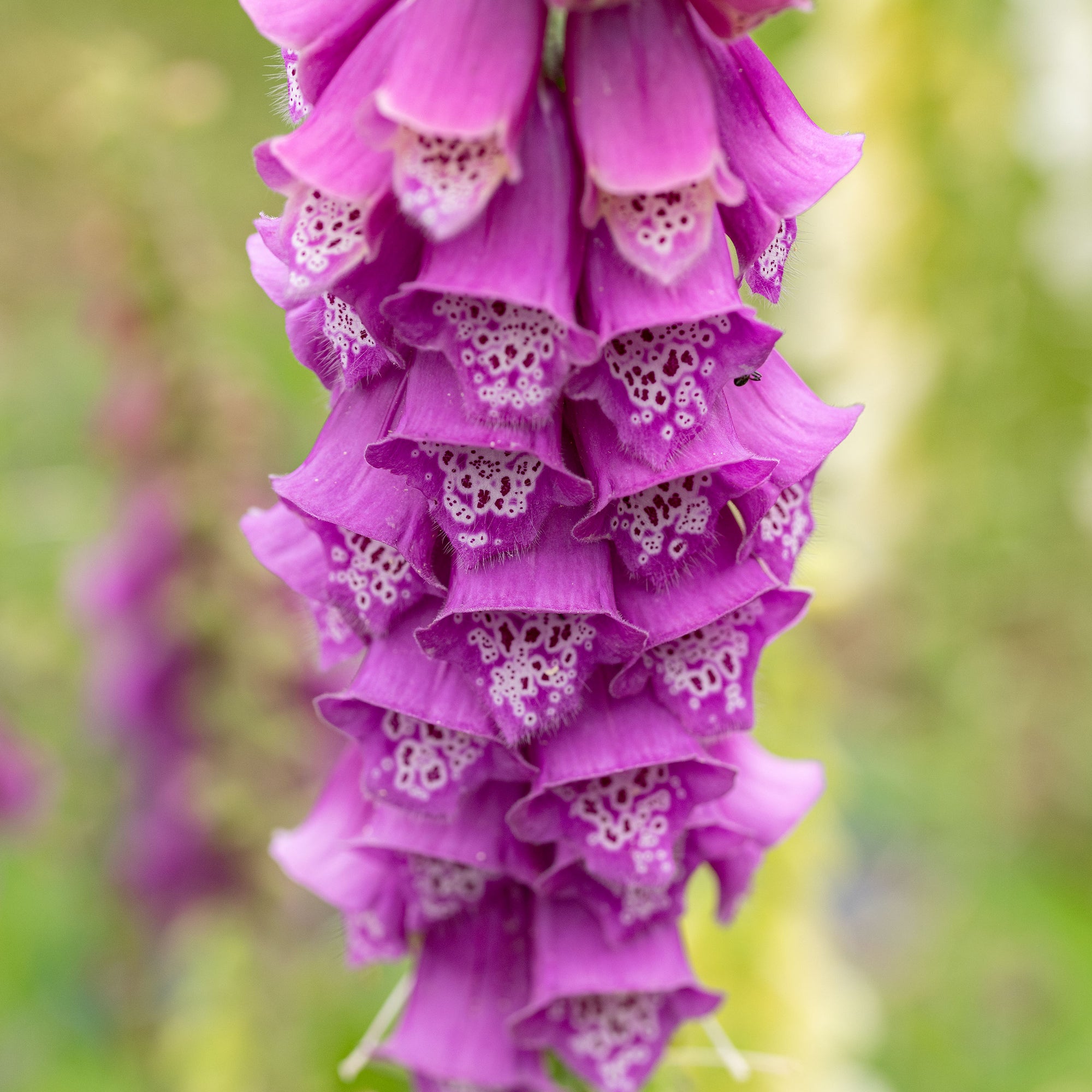 foxglove seed planting process day by day pictures Foxglove 'English Cottage Mix' seeds