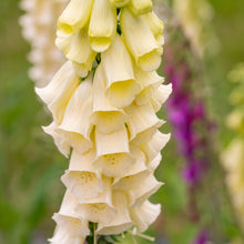 Foxglove 'English Cottage Mix'