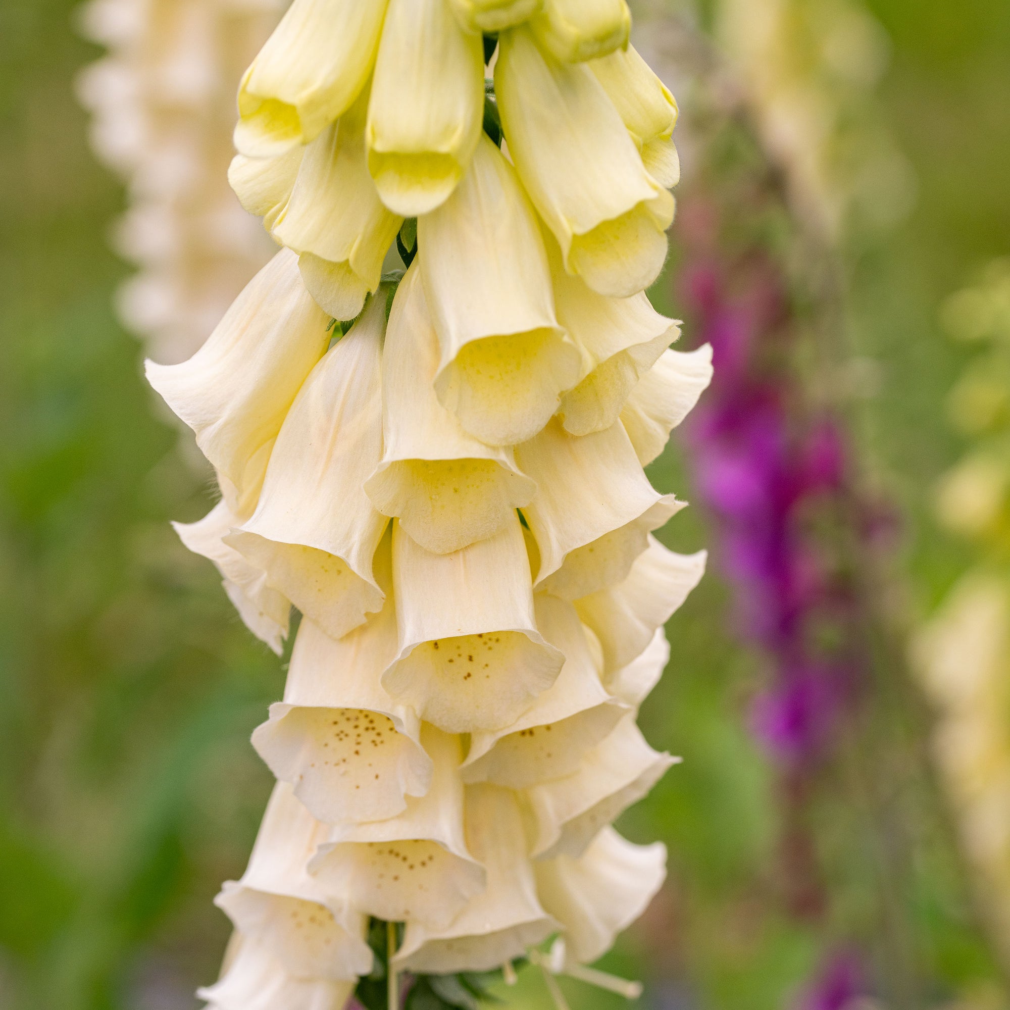 Foxglove 'English Cottage Mix'