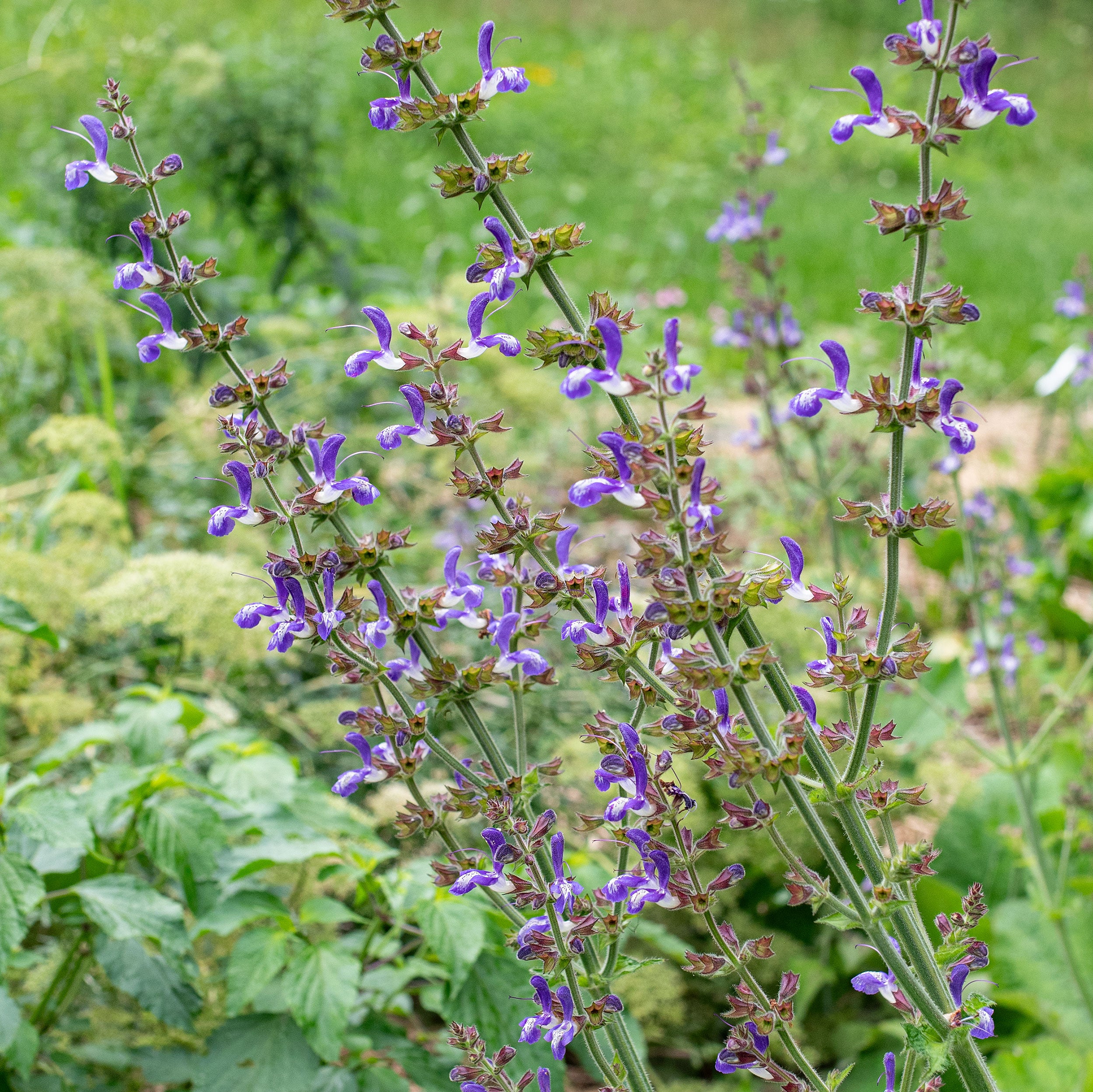 Salvia