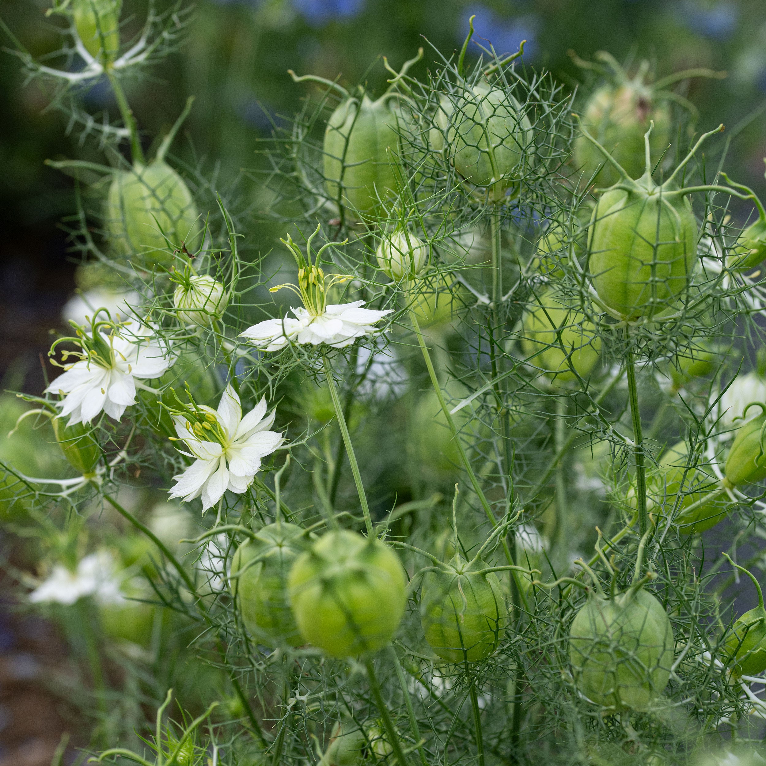Love-in-a-Mist 'Albion Green Pod' seeds - Nigella damascena