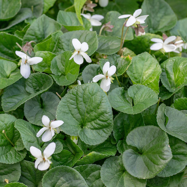 violet flower seeds for sale Violet