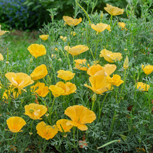 California Poppy 'Butter Bush'