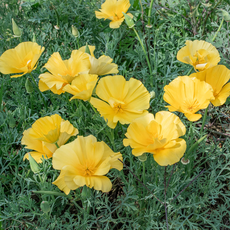 
  



California Poppy 'Butter Bush'
