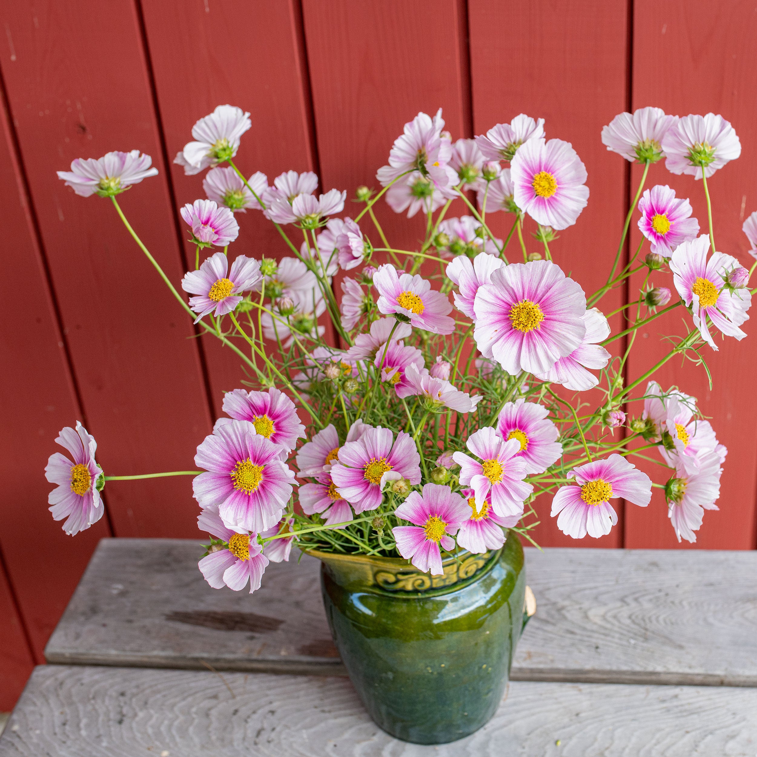 can cosmos be planted in pots Cosmos 'Hinomaru'