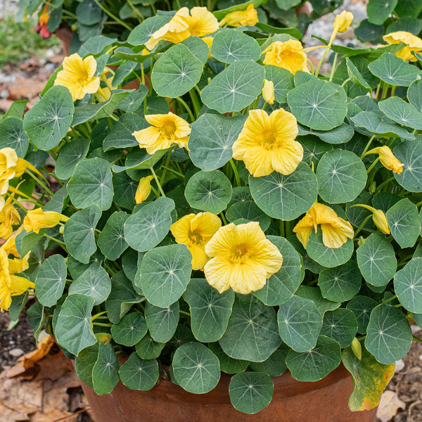 nasturtium indoor plant Nasturtium 'Baby Yellow' seeds