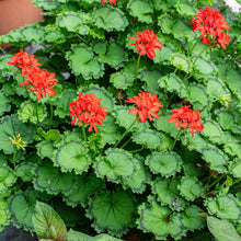 Geranium 'Distinction' - S1