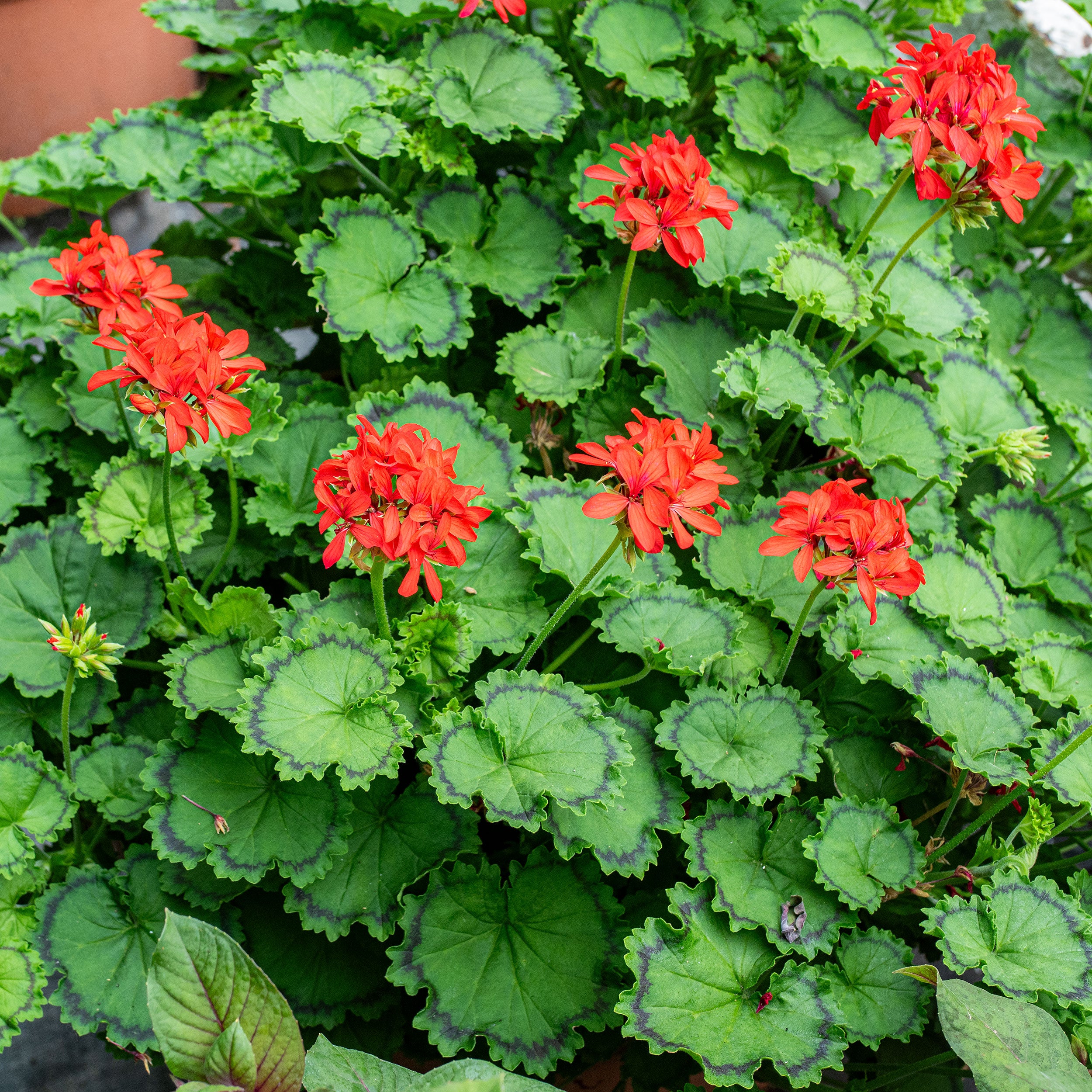 fancy leaf geranium seeds Geranium 'Distinction' plants
