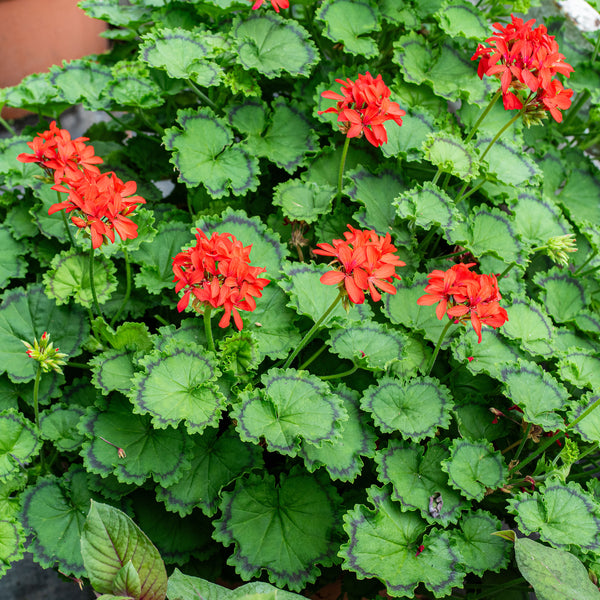 Geranium 'Distinction' plants